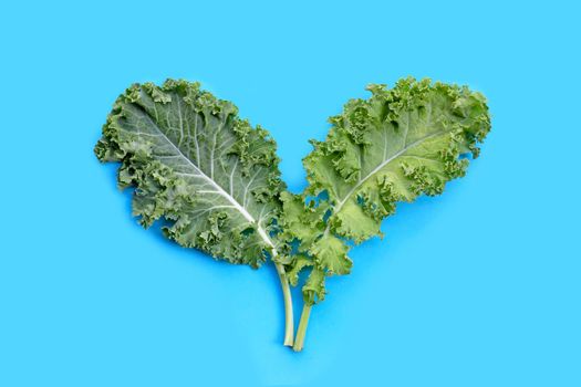 Fresh kale leaves salad vegetable on blue background.