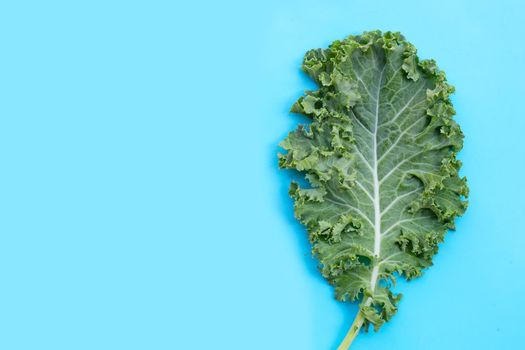 Fresh kale leaves salad vegetable on blue background.