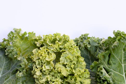 Fresh kale leaves salad vegetable on white background.