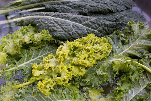 Fresh kale leaves soaked in a white bowl of water