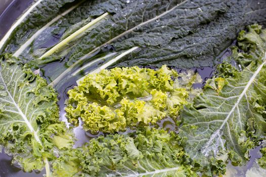Fresh kale leaves soaked in a white bowl of water. Washing vegetables concept