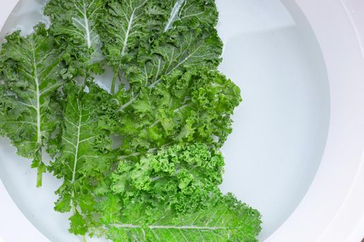 Fresh kale leaves soaked in a white bowl of water. Washing vegetables concept