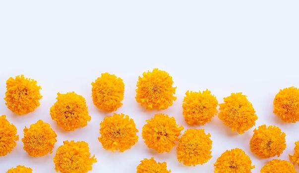 Marigold flower petals on white background.