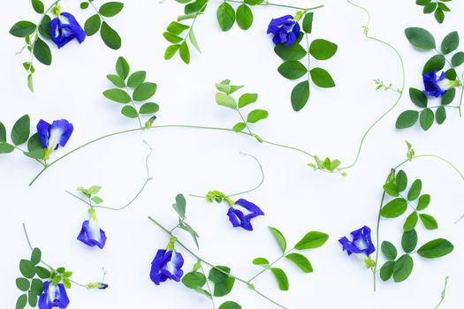 Butterfly pea flower or blue pea with leaves on white background. Copy space