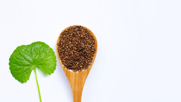 Fresh leaf gotu kola with seeds on white background, Herb and medical plant. Copy space