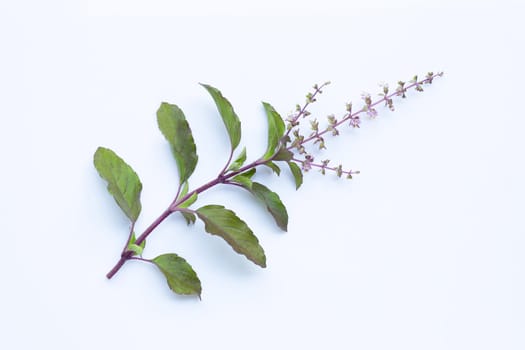 Holy basil leaves with flower on white background.