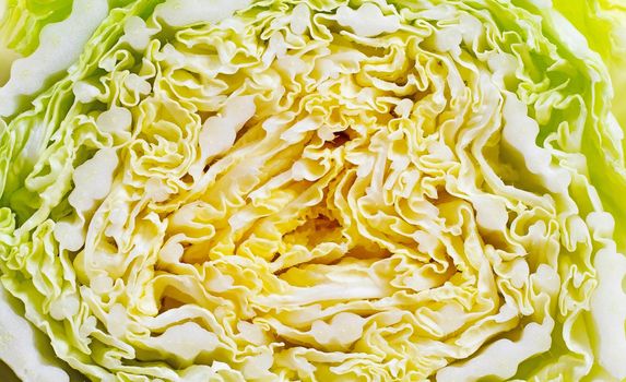 Fresh chinese cabbage cut half. 