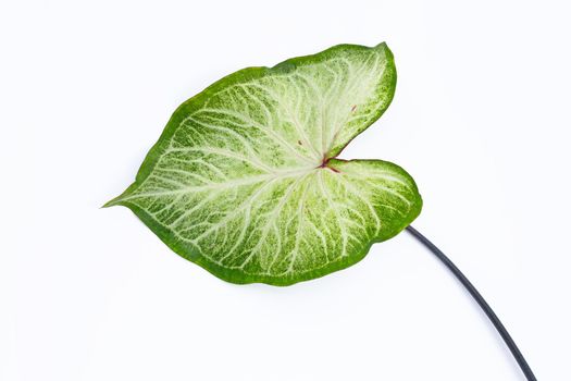Caladium leaf on white background. Top view