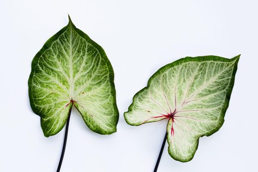 Caladium leaves on white background. Top view