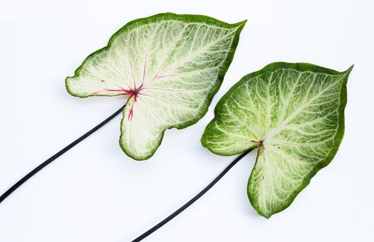Caladium leaves on white background. Top view