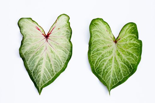 Caladium leaves on white background. Top view