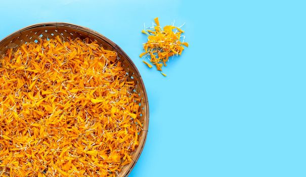 Marigold flower petals in wooden bamboo threshing basket on blue background. Copy space