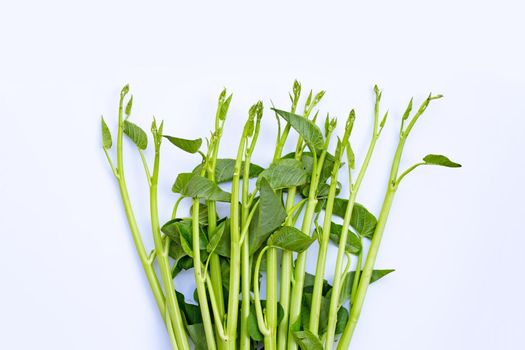 Morning glory on white background.