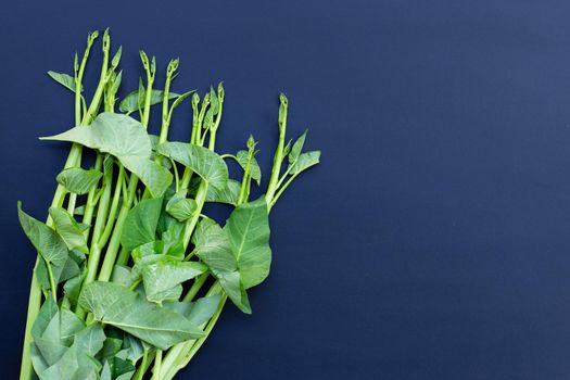 Morning glory on dark background.