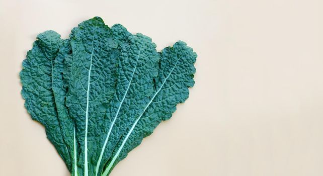 Fresh organic green kale leaves 