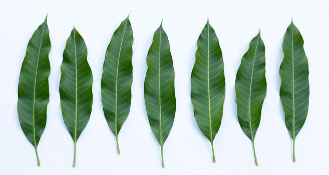 mango leaves on white background.