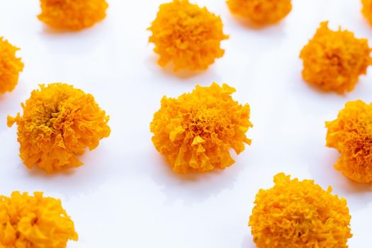 Marigold flower on white background.