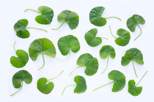 Gotu kola, Asiatic pennywort or Indian pennywort on white background.