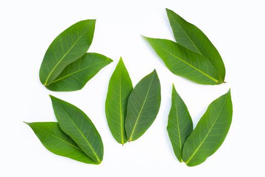 Rose apple  leaves on white background.