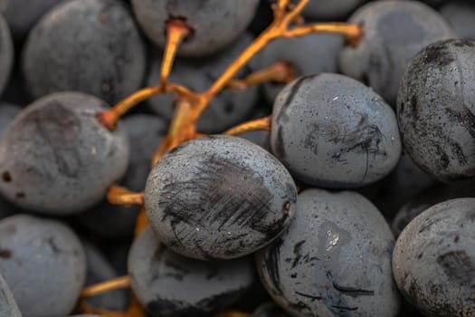 Close up of ripe grapes, background of grapes.