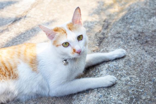 A white orange cat on cement floor