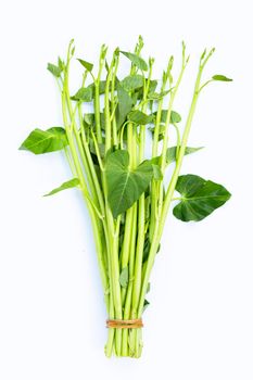 Morning glory on white background.