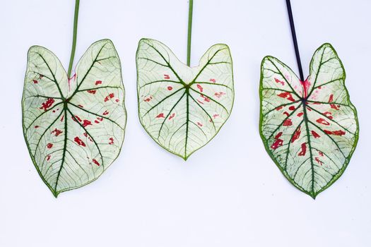 Caladium leaves on white background.