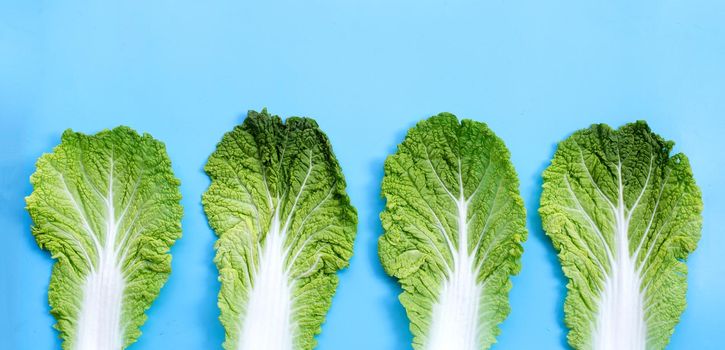 Chinese cabbage on blue background. Copy space