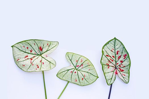 Caladium leaves on white background.