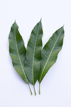 Top view of mango leaves on white background.