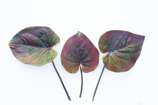 Caladium leaves on white background.