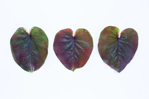 Caladium leaves on white background.