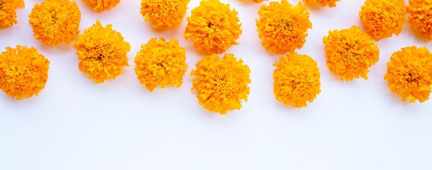 Marigold flower on white background.