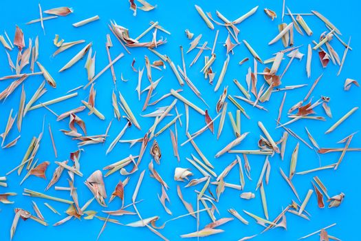 Organic dried lemongrass on blue background.