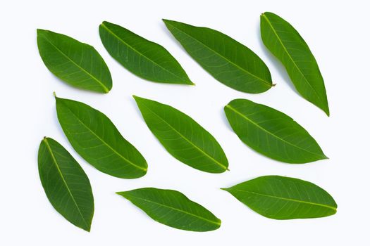 Rose apple  leaves on white background.