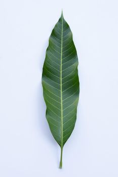 Top view of mango leaf on white background.