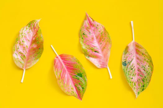 Colorful aglaonema leaves on yellow background.