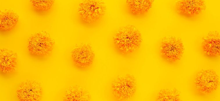 Marigold flower on yellow background.