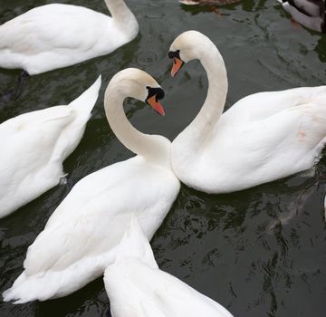 Two white swans, top view, symbol of love