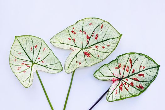 Caladium leaves on white background.