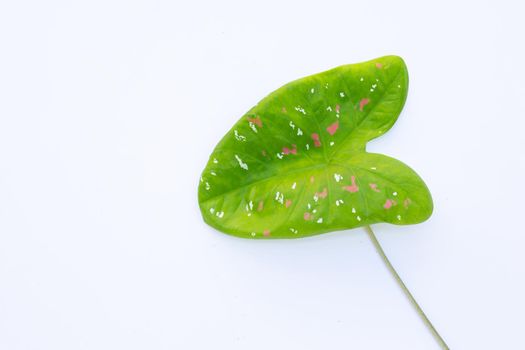 Caladium leaves on white background.