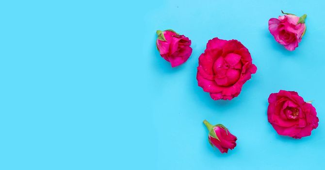 Rose on blue background. Top view