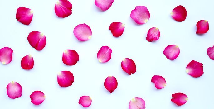 Rose petals on white background. 