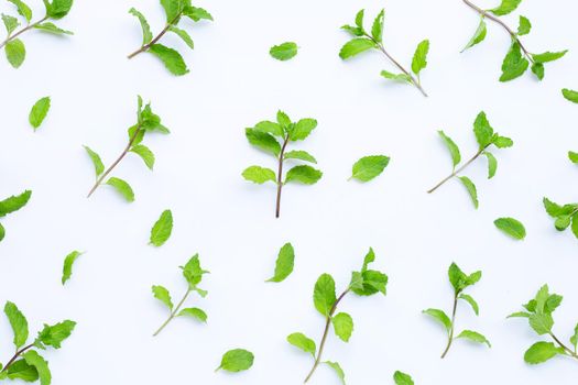Fresh mint leaves on white background. Top view