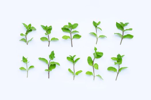 Fresh mint leaves on white background. Top view