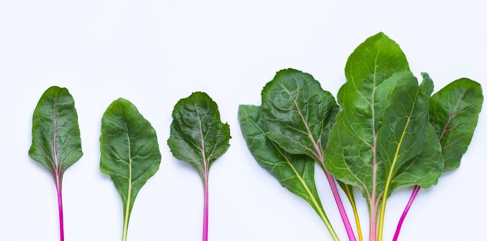 Fresh swiss chard on a white background