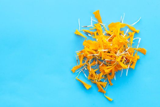 Petals of marigold flower on blue background.