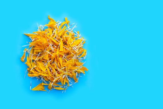 Petals of marigold flower on blue background.