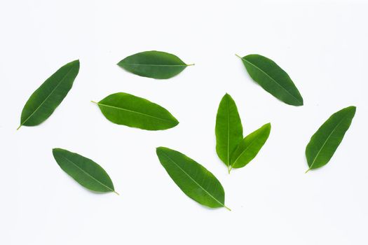 Eucalyptus leaves on white background.  Copy space