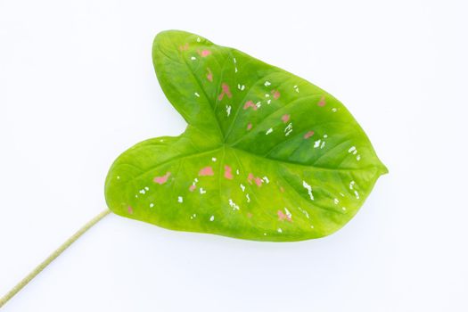 Caladium leaves on white background.